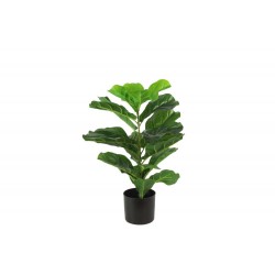 Ficus lyrata S green